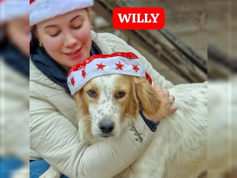 Willy - ein Setterjunge auf Schmusekurs