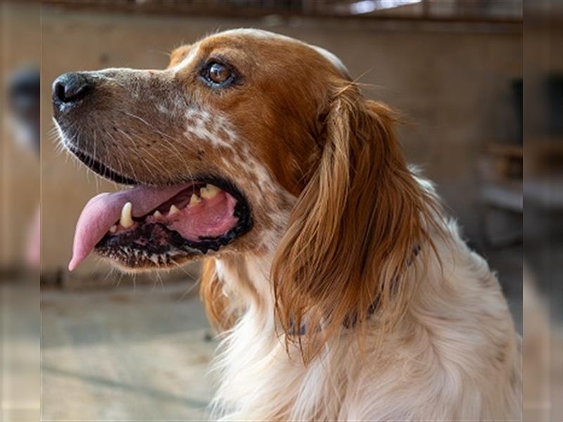 Coco CH53 ist Liebenswürdigkeit in Hundegestalt