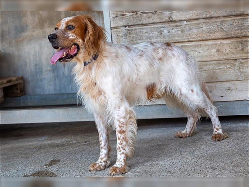 Coco CH53 ist Liebenswürdigkeit in Hundegestalt