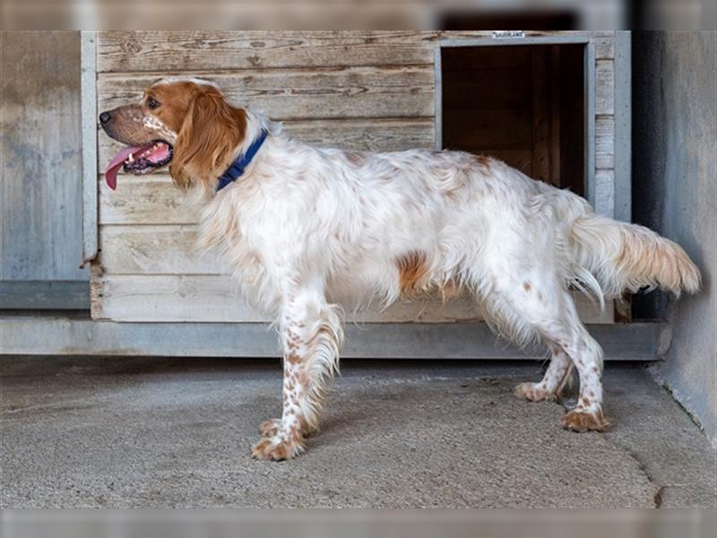 Coco CH53 ist Liebenswürdigkeit in Hundegestalt