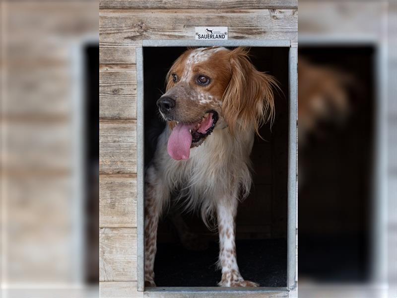 Coco CH53 ist Liebenswürdigkeit in Hundegestalt