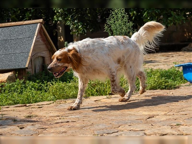 Coco CH53 ist Liebenswürdigkeit in Hundegestalt