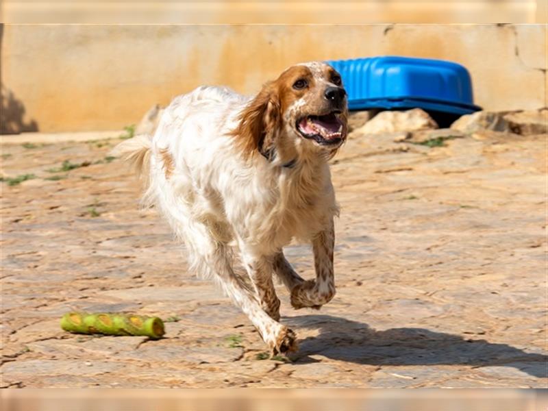 Coco CH53 ist Liebenswürdigkeit in Hundegestalt