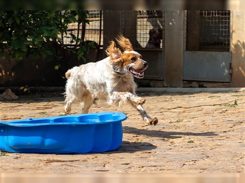 Coco CH53 ist Liebenswürdigkeit in Hundegestalt