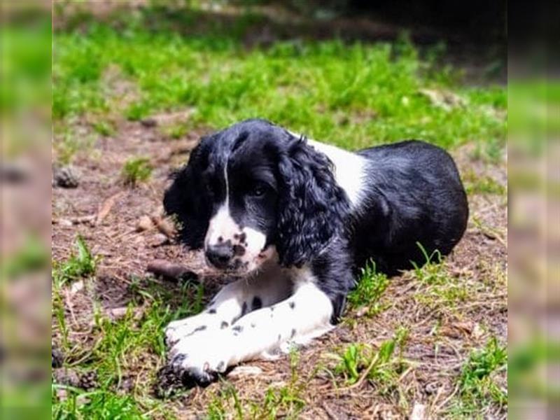 Springer Spaniel