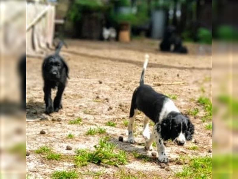 Springer Spaniel