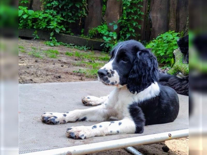 Springer Spaniel