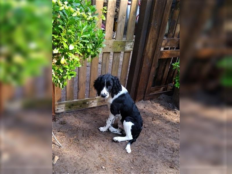 Springer Spaniel