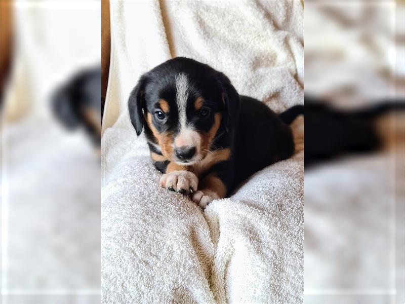 Entlebucher Sennenhund Welpenej