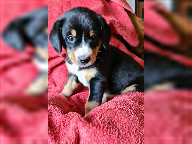 Entlebucher Sennenhund Welpenej