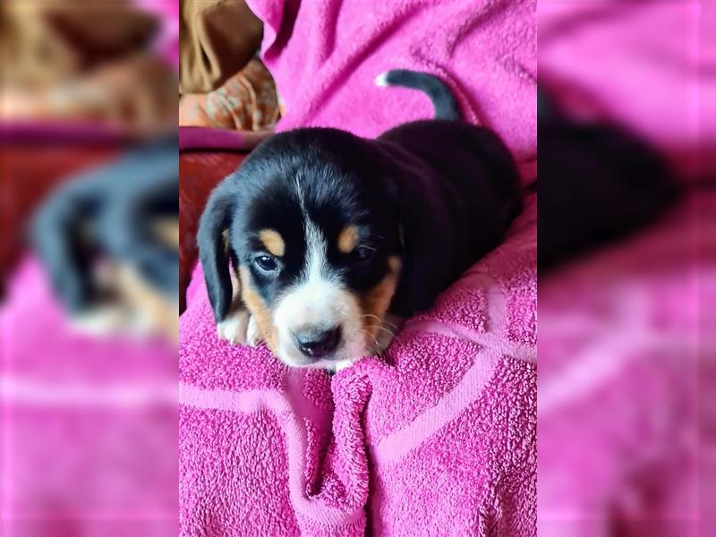 Entlebucher Sennenhund Welpenej