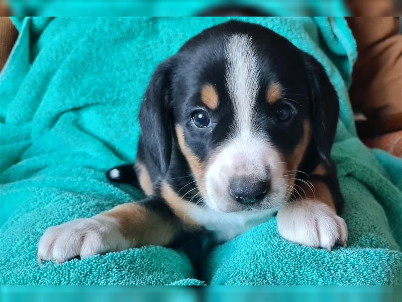 Entlebucher Sennenhund Welpenej