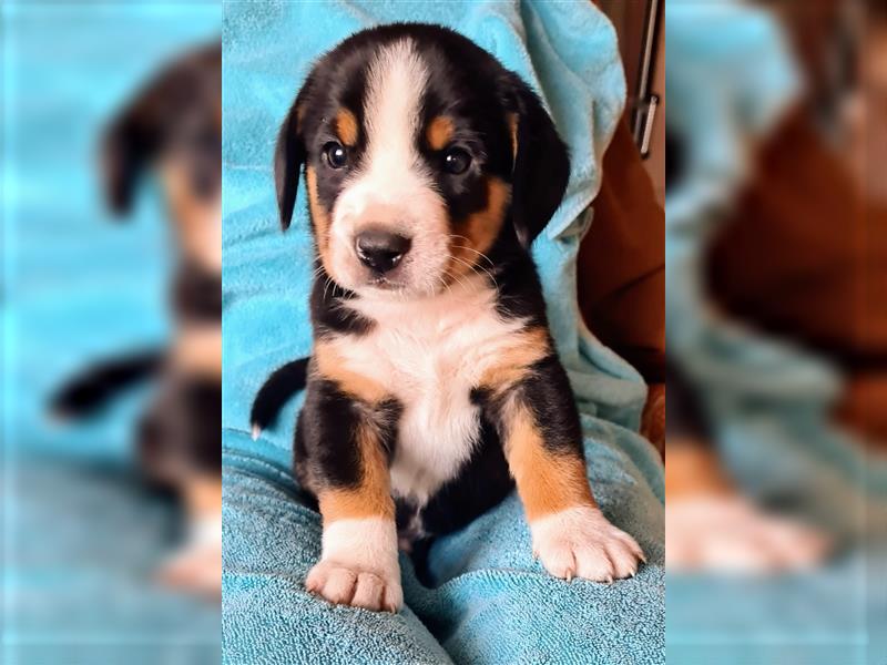 Entlebucher Sennenhund Welpenej