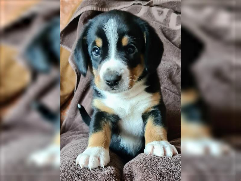 Entlebucher Sennenhund Welpenej