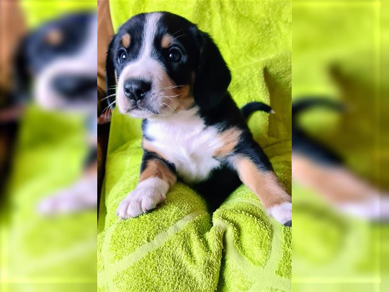 Entlebucher Sennenhund Welpenej