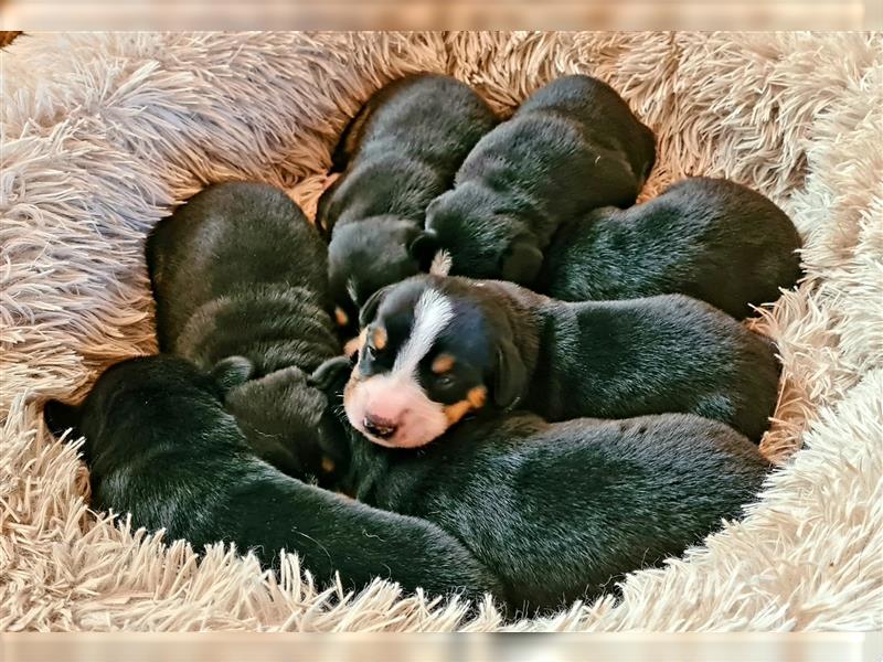 Entlebucher Sennenhund Welpenej