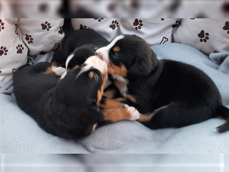 Entlebucher Welpen