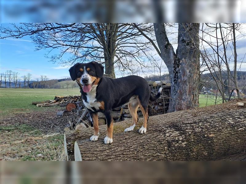 Entlebucher Sehnenhund Wurf erwartet gegen 17.02.2024