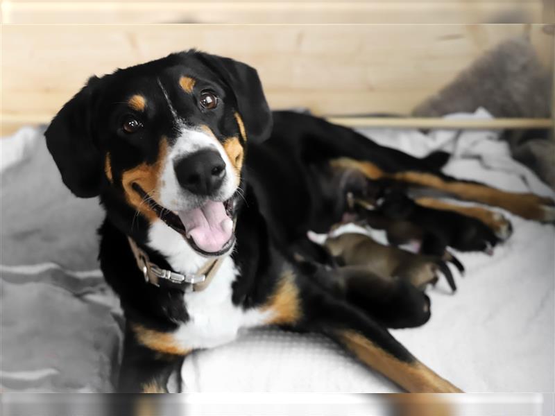 Entlebucher Sennenhund-Mix Welpen