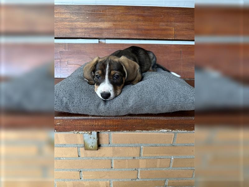 Entlebucher Sennenhund-Mix Welpen