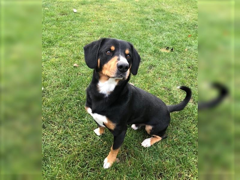 Westerwälder Kuhhund × Entlebucher Sennenhund mix | altdeutscher Hütehund