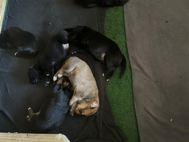 Entlebucher Sennenhund/Labrador Mix