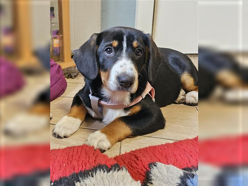 Entlebucher Sennenhündin Welpe mit Ahnenpass