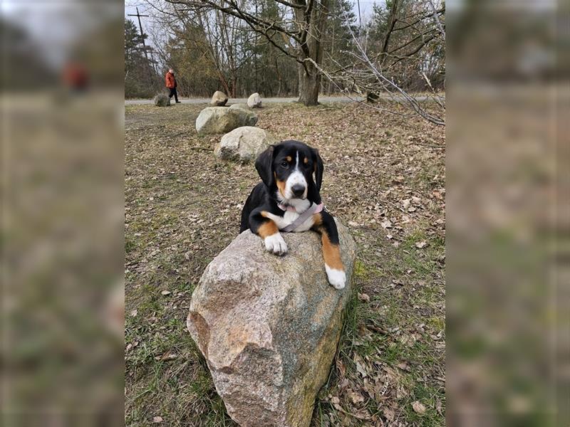 Entlebucher Sennenhündin Welpe mit Ahnenpass