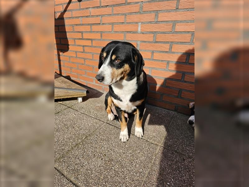 Entlebucher Sennenhündin Welpe mit Ahnenpass