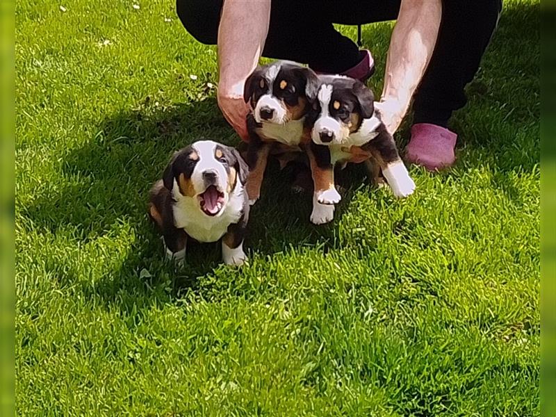 Entlebucher Sennenhunde Welpen