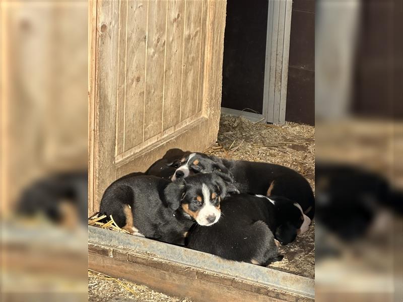 Entlebucher Sennenhund Welpen