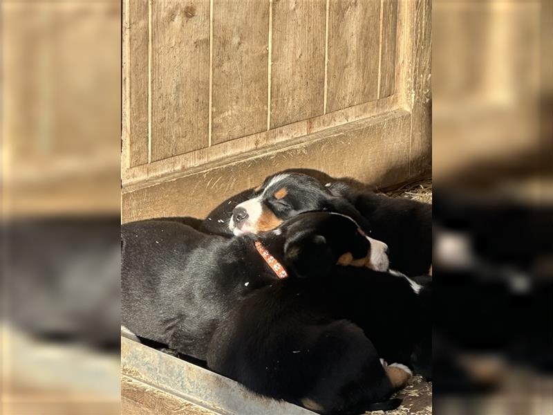 Entlebucher Sennenhund Welpen