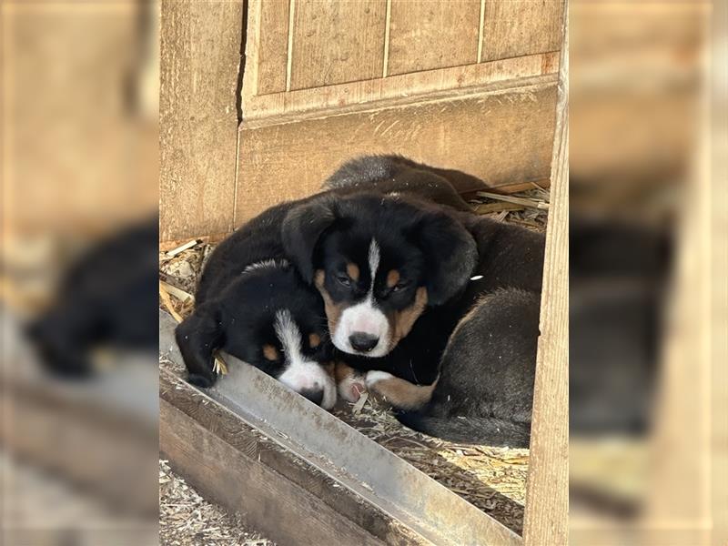 Entlebucher Sennenhund Welpen