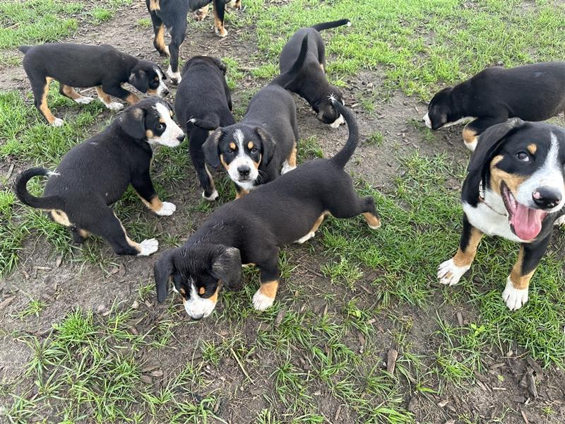 Entlebucher Sennenhund Welpen