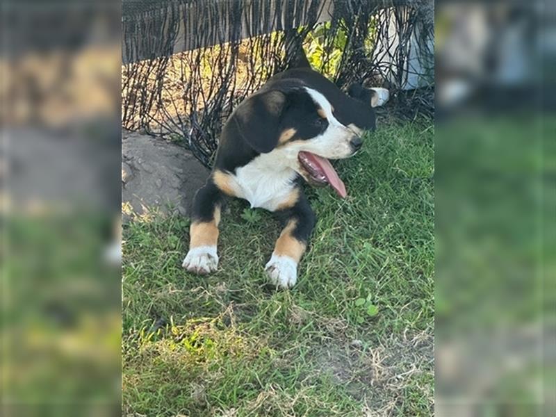 Entlebucher Sennenhund Welpen