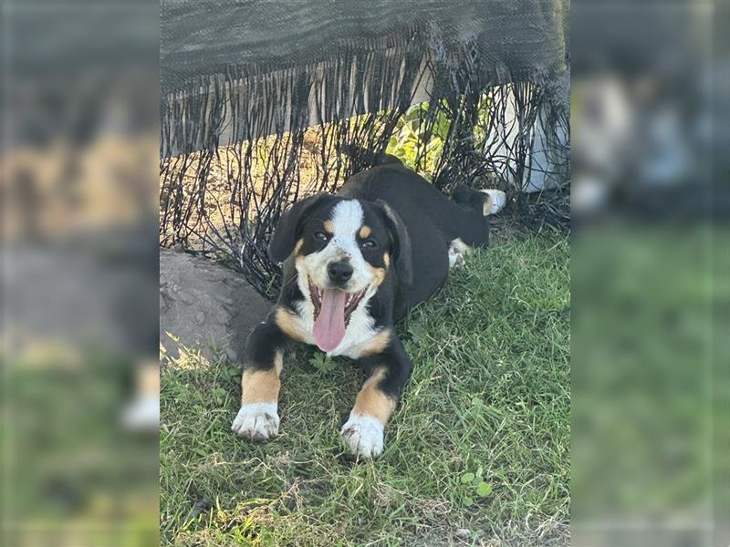 Entlebucher Sennenhund Welpen