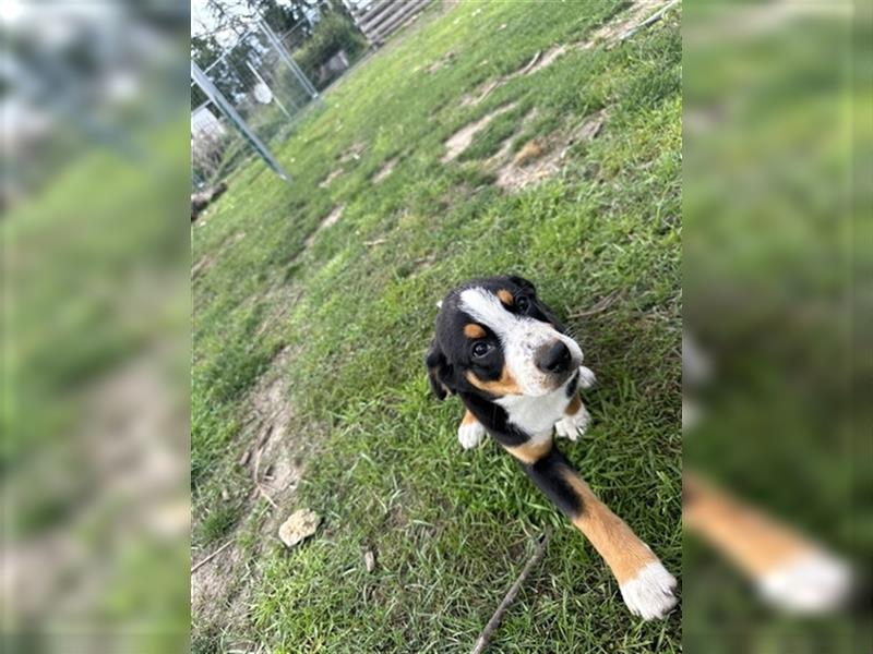 Entlebucher Sennenhund Welpen