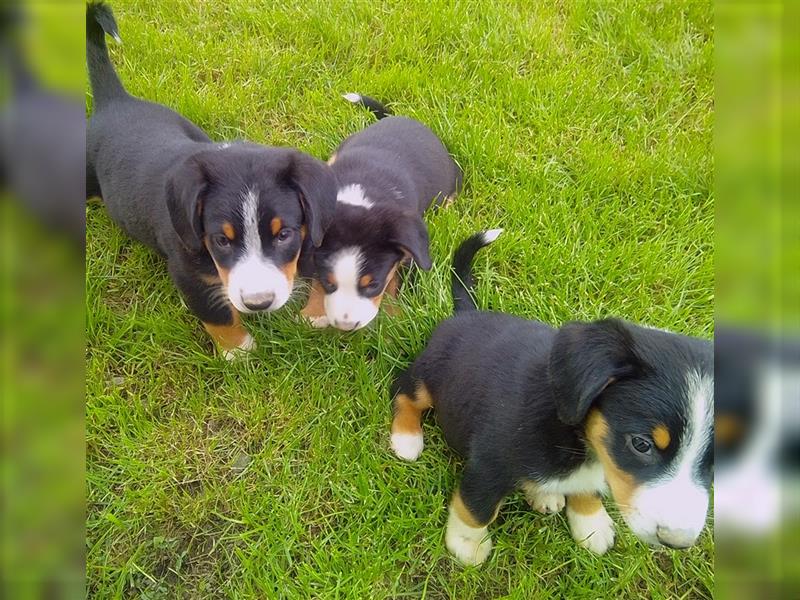 Entlebucher Sennenhunde Welpen