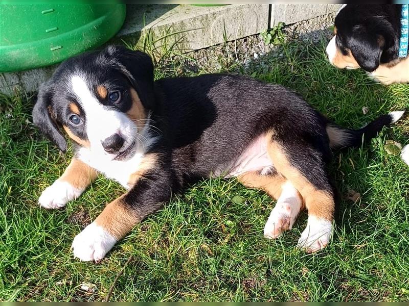 Entlebucher Sennenhund Welpen vom Züchter!