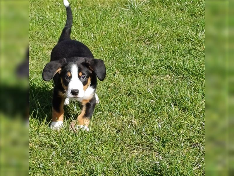 Entlebucher Sennenhund Welpen vom Züchter!