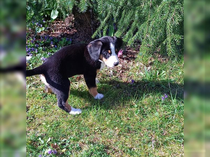 Entlebucher Sennenhund Welpen vom Züchter!