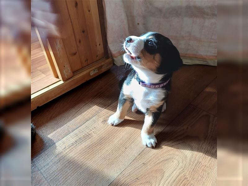 Entlebucher Sennenhund Welpen vom Züchter!