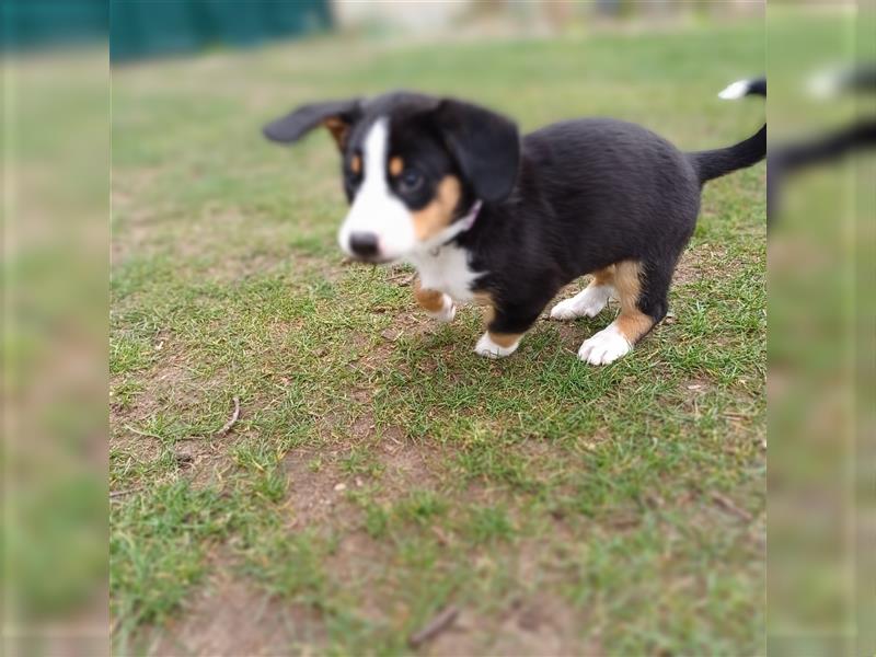 Entlebucher Sennenhund Welpen vom Züchter!