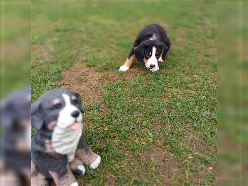 Entlebucher Sennenhund Welpen vom Züchter!