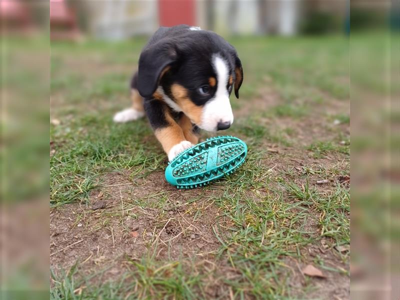 Entlebucher Sennenhund Welpen vom Züchter!