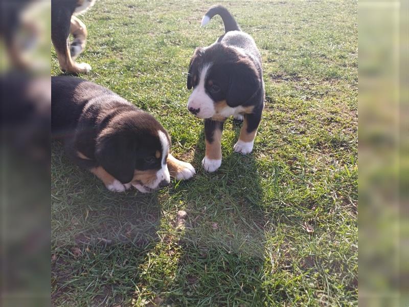 Entlebucher Sennenhund Welpen vom Züchter!