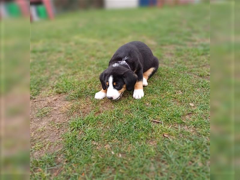 Entlebucher Sennenhund Welpen vom Züchter!