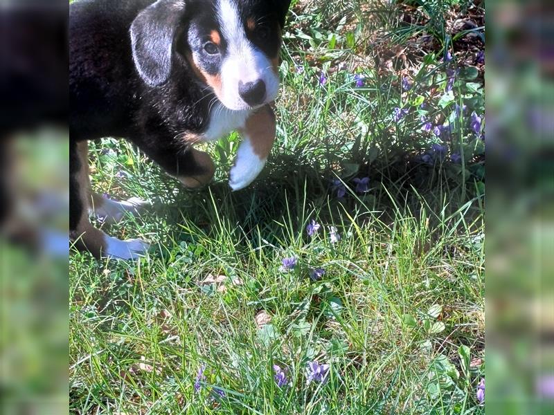 Entlebucher Sennenhund Welpen vom Züchter!