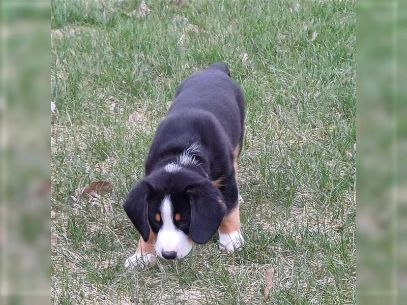 Entlebucher Sennenhund Welpen vom Züchter!