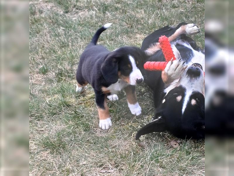 Entlebucher Sennenhund Welpen vom Züchter!